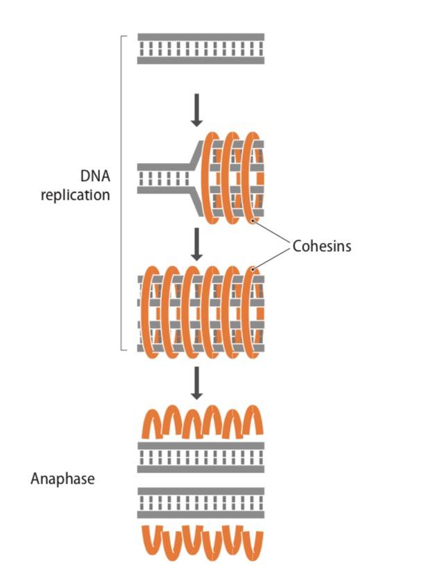 U Eukaryota Podczas replikacji chromosomy utrzymywane są