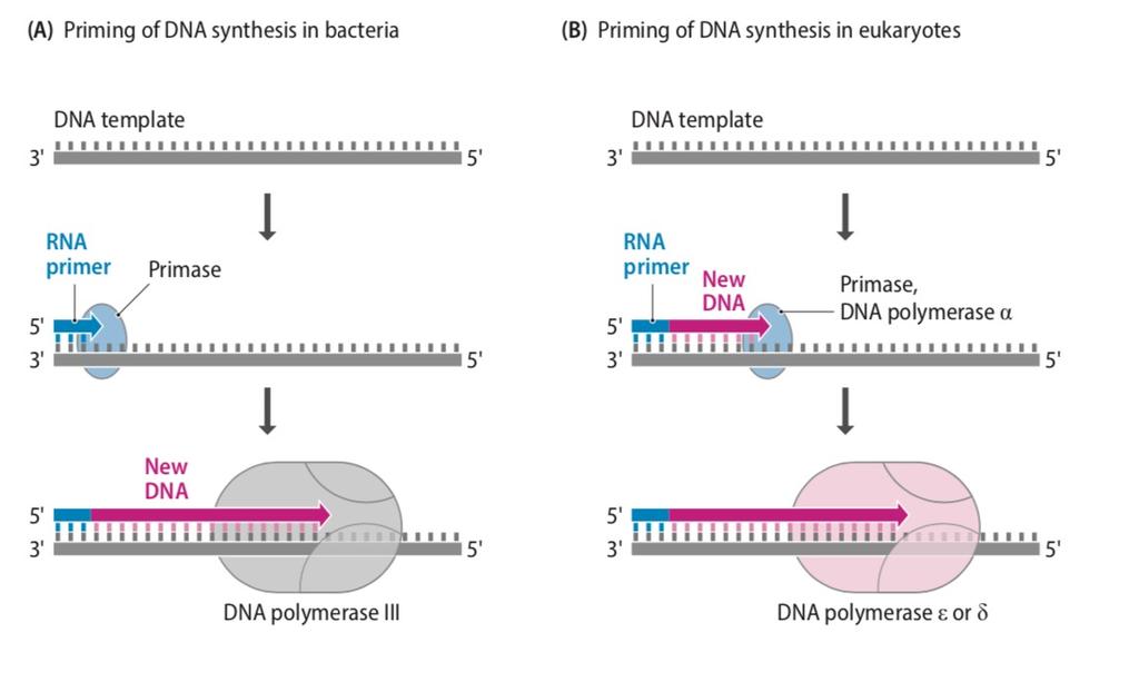 Prymaza U bakterii prymaza to odrębny enzym, syntezę DNA po niej przejmuje polimeraza DNA III U Eukaryota kompleks polimerazy α ma