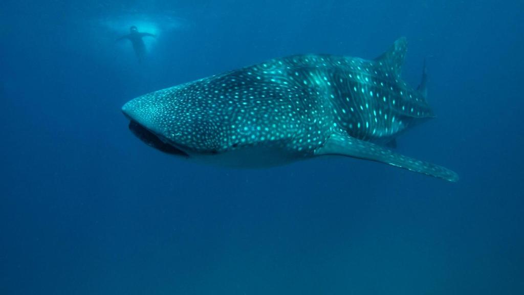 Informacje szczegółowe i zgłoszenia: biuro@nauticatravel.