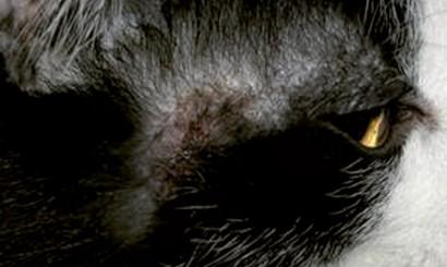 kości i stawów 5 Fot. 3. Swędzący wrzód u kota: a) przed leczeniem b) po zastosowaniu laseroterapii niskoenergetycznej.