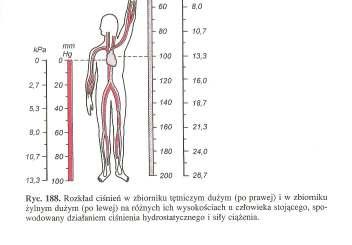 ZBIORNIK śylny DUśY - pojęcie czynnościowe zawiera krew wypełniającą wszystkie duŝe, średnie i małe Ŝyły krąŝ ąŝenia duŝego Charakteryzują parametry: 1.Pojemność ść. 2. Ciśnienie. 3.