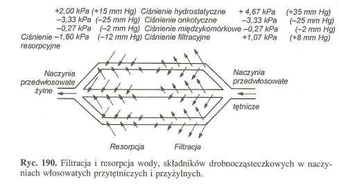 KRĄś ĄśENI KRWI W NACZYNIACH WŁOSOWATYCH Prędkość przepływu 0,5 mm/s. Czas przepływu 1-2 s. 5% całkowitej objętości krwi krąŝą ąŝącej.