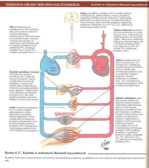 PRZEPŁYW KRWI W