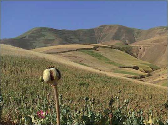 Uprawa opium w Afganistanie: 154 tys.