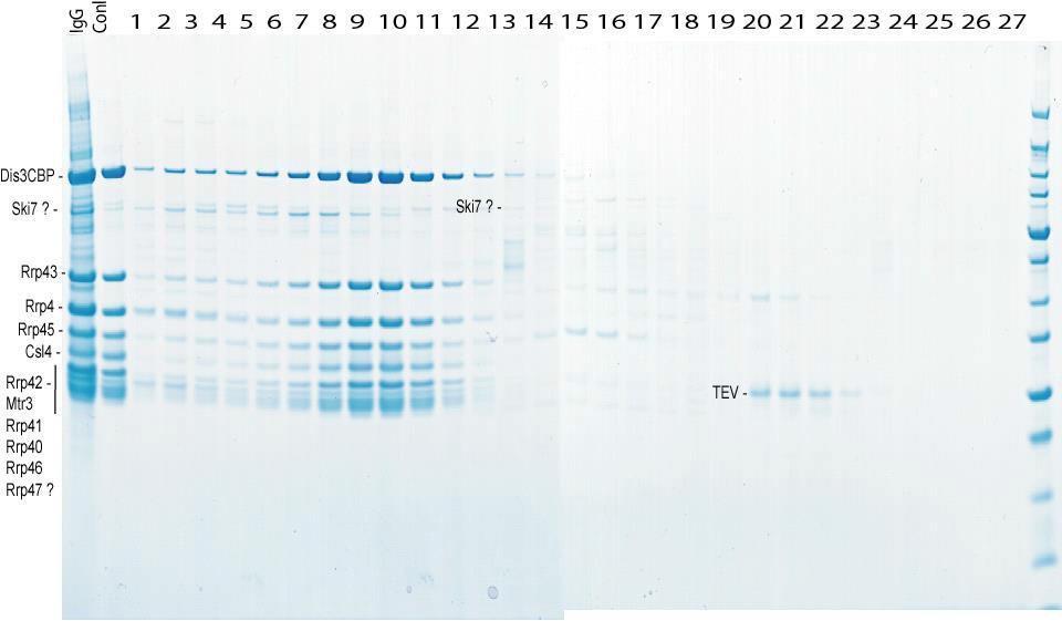 Oczyszczanie egzosomu z drożdży Oczyszczanie na złożu IgG (białko Dis3p opatrzone znacznikiem TAP jako przynęta) + sączenie molekularne (kolumna Superdex S-200).