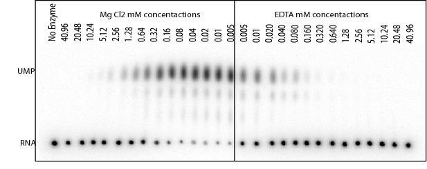 Analiza aktywności egzosomu metodą TLC (PEI-celuloza) przy różnym stężeniu Mg 2+ i EDTA (bufor: 10 mm Tris ph=8; 75 mm NaCl; 1 mm β- merkaptoetanol) Dziembowski et al.