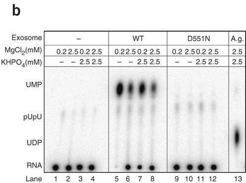 zawierających WT Dis3 lub Dis3 D551N w obecności substratu RNA znakowanego [ 32 P]-pUpU na końcu 3