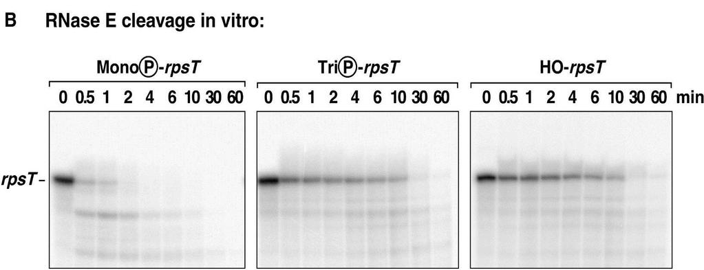 Za usuwanie pirofosforanu u E. coli odpowiada pirofosfohydrolaza RppH. Jest to krok inicjujący degradację, który poprzedza trawienie RNA przez RNazę E!