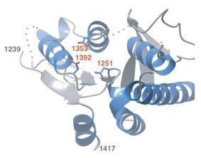 Białka zawierające domenę PIN są nukleazami RNAza H bakteriofaga T4 endonukleaza FEN1 Struktura białka hsmg6 (Glavan et al.