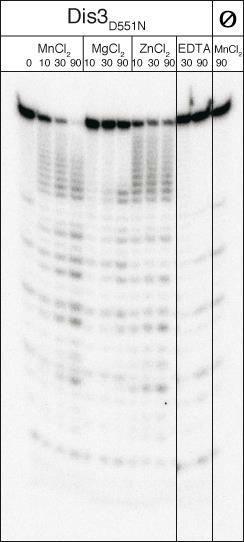 Mutant Dis3p D551N pozbawiony aktywności egzorybonukleolitycznej degraduje RNA in vitro Przykład optymalizacji rodzaju kationu dwuwartościowego