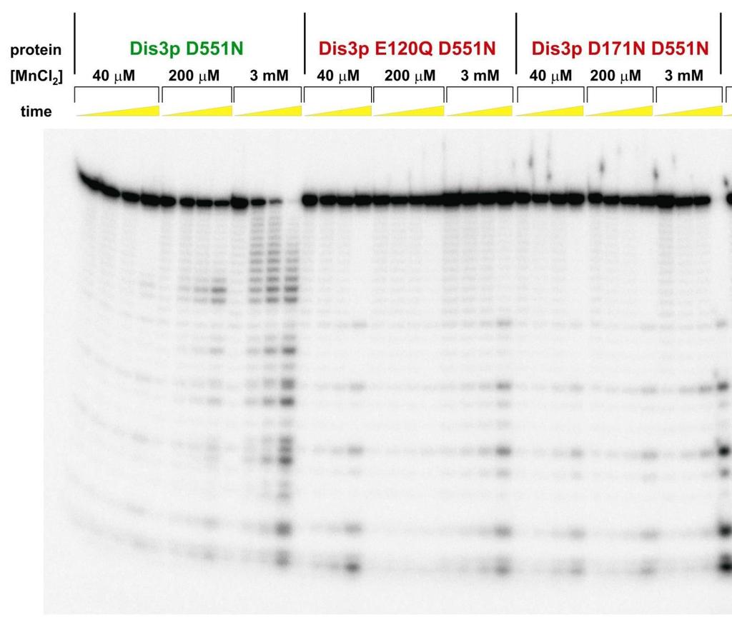 Aktywność nukleolityczna mutanta Dis3p D551N wymaga wysokiego stężenia Mn 2+ Przykład