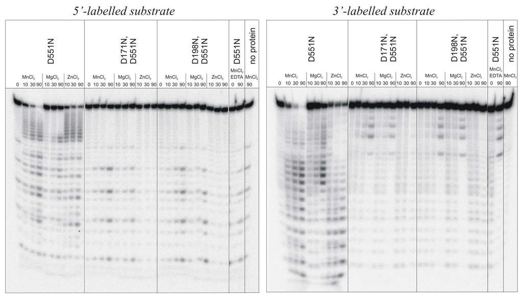 Obecność katalitycznych reszt asparaginianu w Dis3 PIN jest konieczna dla degradacji RNA in vitro analiza PAGE substrat znakowany na końcu 5 substrat