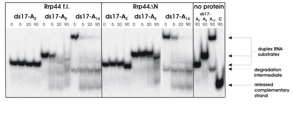 Czy Dis3p wykazuje własności helikazy RNA? substraty dwuniciowe * Lorentzen et al.