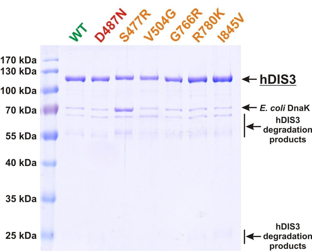Purification of various recombinant versions of hdis3
