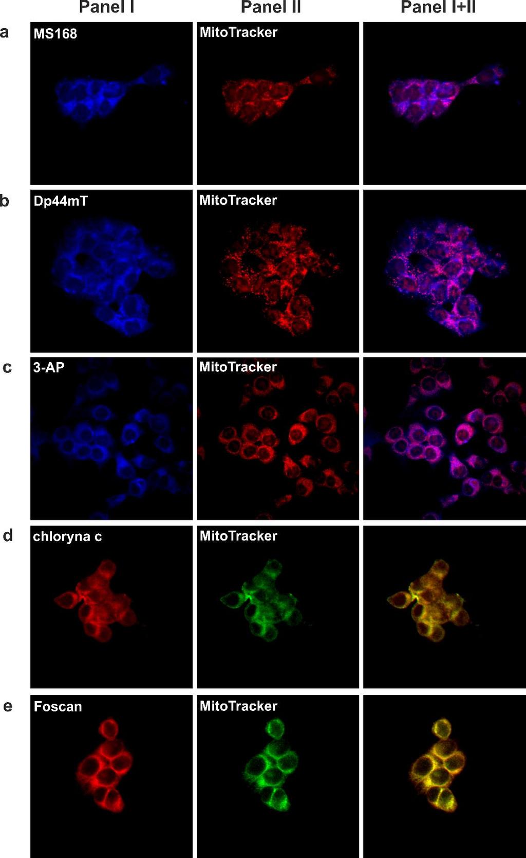 Ryc. 27 Wewnątrzkomórkowa lokalizacja pochodnych TSC: MS168 (a), Dp44mT (b), 3-AP (c) oraz fotouczulaczy: chloryny c (d), Foscanu (e) w komórkach linii HCT116.