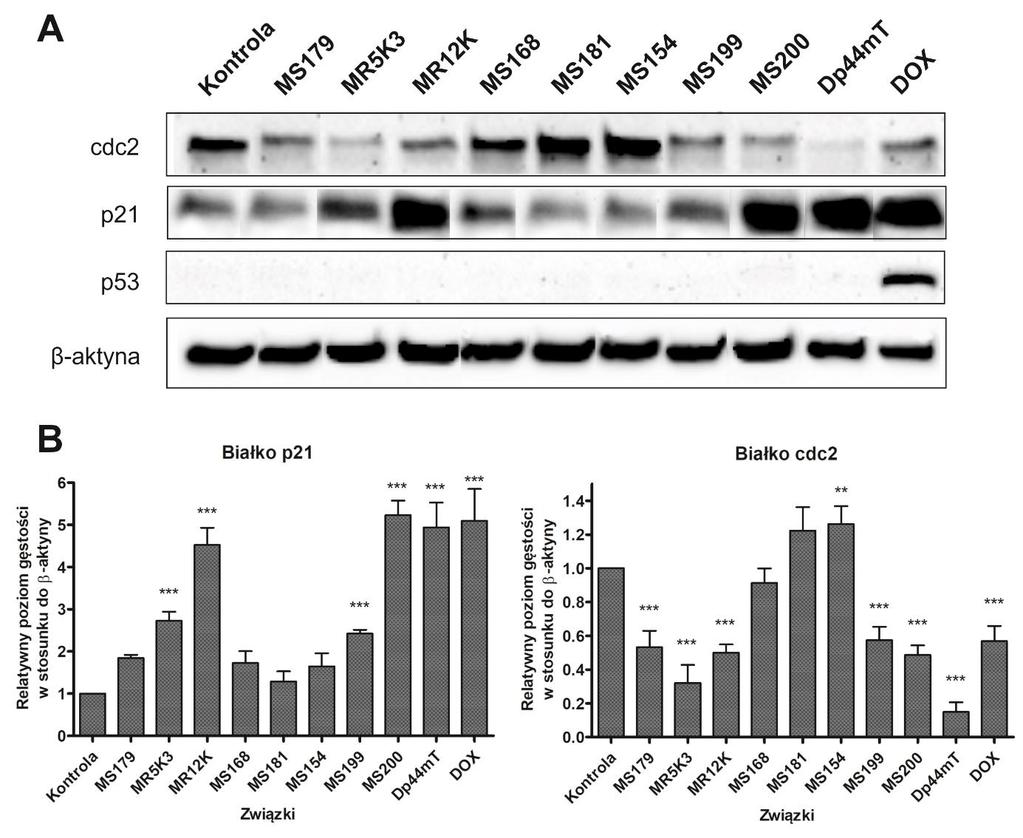 określono przy pomocy metody western blot, a wyniki przedstawiono na Ryc. 20. Ponadto, dla białek cdc2 oraz p21 dokonano analizy densytometrycznej na podstawie gęstości optycznej uzyskanych prążków.