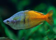 dawka beta-glukanu wzmacnia odporność ryb