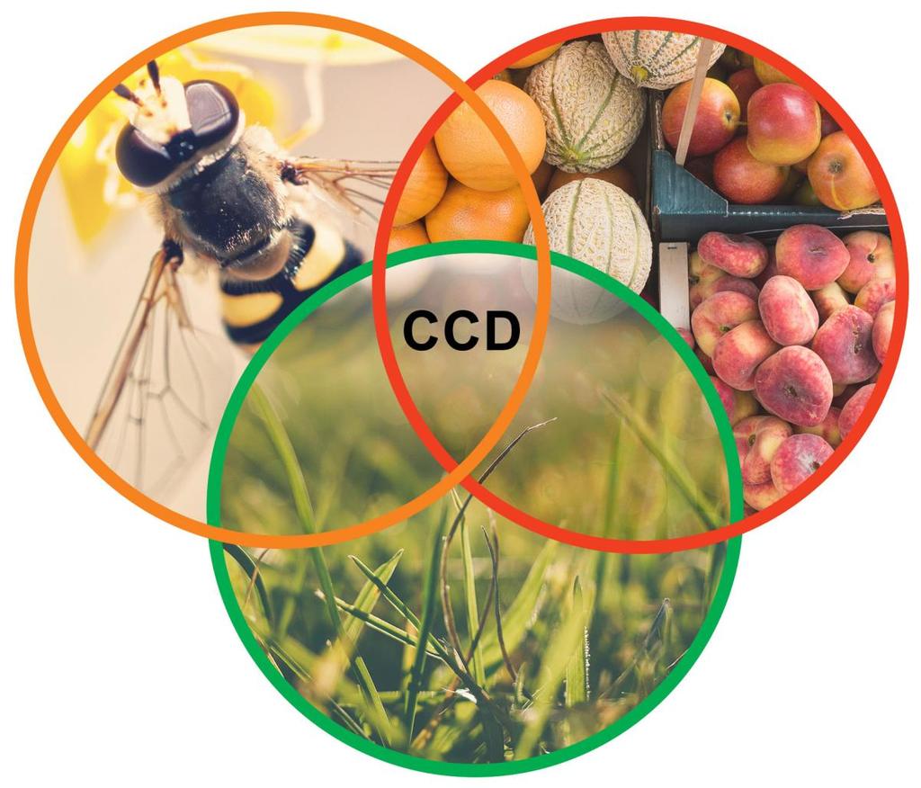Przeciwciała anty-ccd Identyfikacja przeciwciał anty-ccd wybrane panele alergologiczne wykonywanych w Lab.