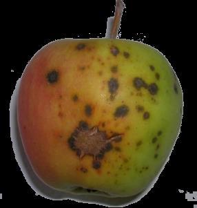 Ocena porażenia parchem jabłoni w 2017 roku Warunki atmosferyczne w 2017r. sprzyjały rozwojowi parcha jabłoni.