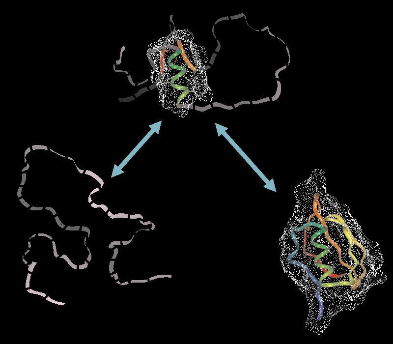 Zwijanie białka model dyfuzyjno-kolizyjny (ang.