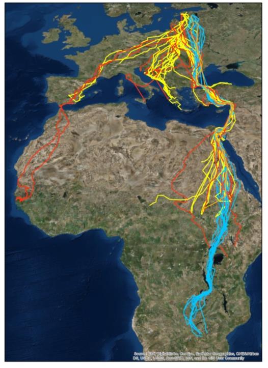 Trasy migracji Orliki grubodziobe i hybrydy reprezentowały szerokie spektrum kierunków migracji i szerokości geograficznej
