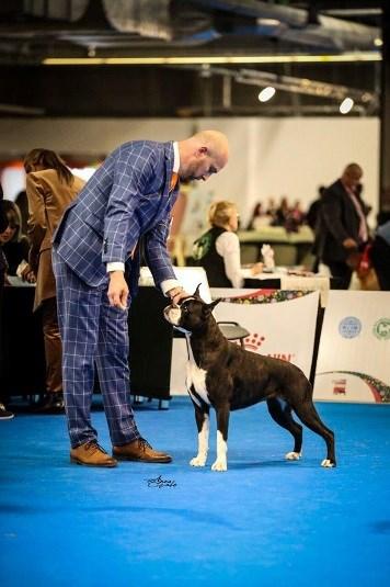 09.2018 (Wystawa Międzynarodowa) 9 pkt; Warszawa/Nadarzyn 13.10.2018 (European Dog Show) 47 pkt; Oradea Rumunia 27.10.2018 (Wystawa Kubowa o Zwycięstwo Roku) 40 pkt; Debejlaca / Serbia 28.10.2018 (Wystawa Krajowa) 5 pkt 2 miejsce - suma punktów 149 HASHISH von Jess Box Malmo Szwecja 26-27.