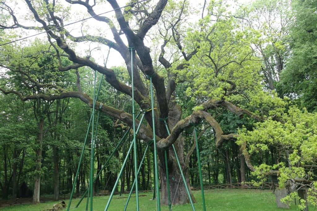 Wiek drzewa został oszacowany na ok. 700 lat, a według tradycji drzewo ma 1200 lat. Jest Pomnikiem Przyrody.