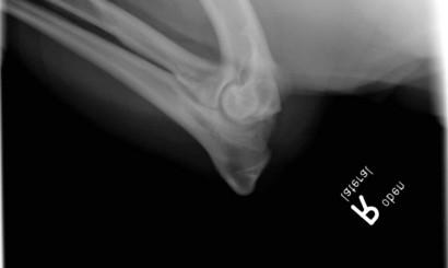 Radiologiczna ocena dysplazji stawów łokciowych u psów 12 Fot. 6 A-D. Fragmentacja wyrostka wieńcowego przyśrodkowego u 8- letniego staffordshire terriera.