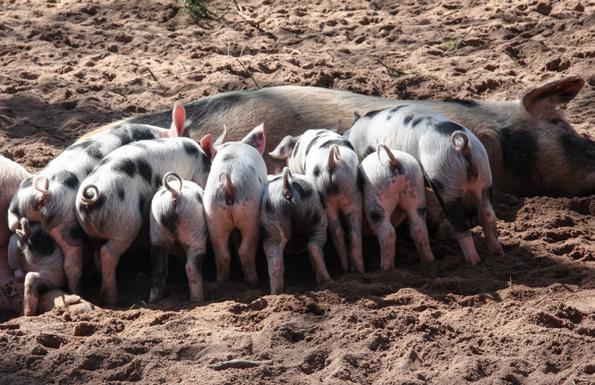 ZESPÓŁ ROZRODCZO ODDECHOWY Dobra diagnostyka pierwszym krokiem ochrony stada PRRSV (Porcine Reproductive and Respiratory Syndrome Virus) Wykrywanie