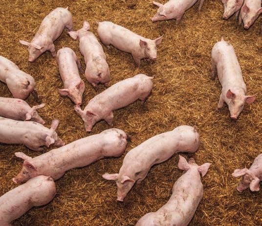 Warunkami niezbędnymi do spełnienia wymogów dobrostanu świń są: Zapewnienie odpowiedniej przestrzeni życiowej Świnie utrzymuje się w gospodarstwie w kojcach na ściółce lub w systemie bezściołowym,