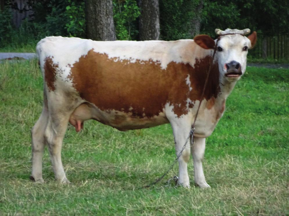 rasy białogrzbietej White-backed cow