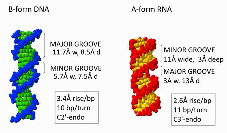 RNA występuje w formie A Cząsteczki wody