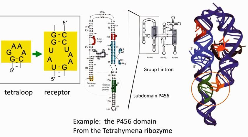 Motyw: czterozasadowa pętla receptor (tetraloop-receptor motif) Cate &