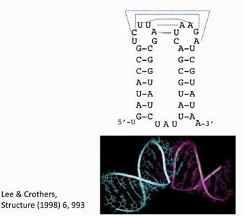 Trzeciorzędowe interakcje RNA: całujące się pętle