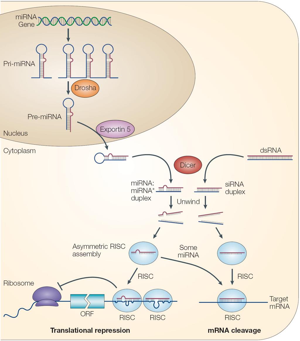 shrna mir genes mirna sirna RNAi Inne pochodzenie i funkcja sirna i mirna Podobne etapy: Cięcie przez Dicer (w kompleksie z innymi białkami) Rozplecenie dupleksu - enzym podobny do helikazy Powstanie