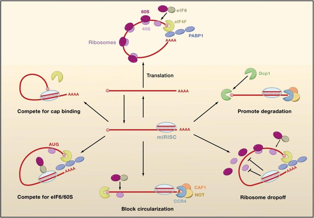 Możliwe mechanizmy represji translacji przez mirisc Translacja mrna Konkurencja o wiązanie czapeczki (cap) Promocja degradacji mrna