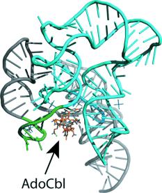 Odkrycie ryboprzełączników Tiamina, ryboflawina i kobalamina hamowały geny kodujące białka biorące udział w biosyntezie odpowiednio witaminy B 1, B 2, i B 12 (Nou and Kadner, 1998; Miranda-Rioss et