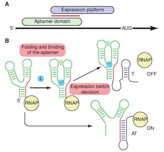 Organizacja ryboprzełącznika zmienna konserwowana Sekwencja przełączająca 5 UTR mrna Domena aptameru wiąże ligand Sekwencja przełączająca może parować się z domeną aptameru lub platformą ekspresyjną