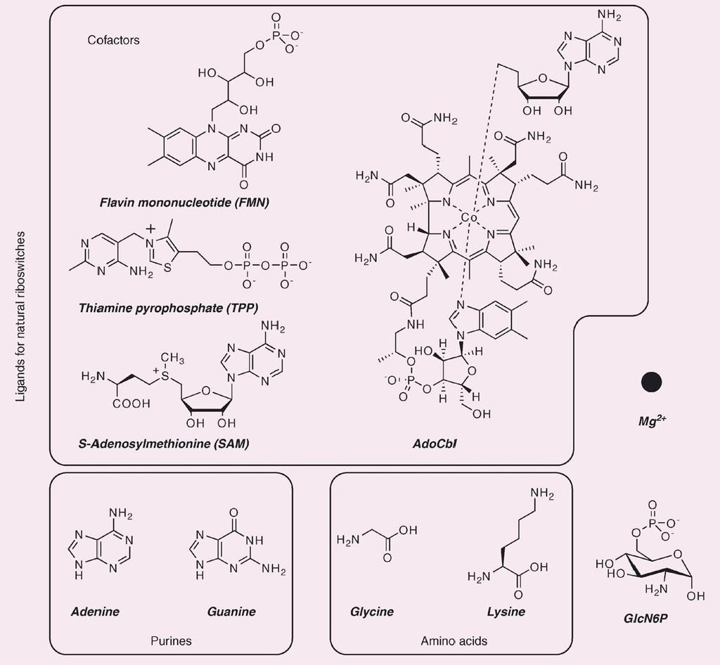 Przykłady ligandów wiązanych przez ryboprzełączniki Mononukleotyd flawinowy (FMN)