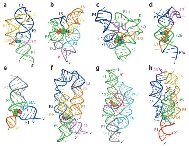 Struktury aptamerów 8 klas ryboprzełączników a) purynowy, b) TPP, c) SAM I, d) SAM II, e) SAM III, f) Lys, g) GlcN6P, h) Mg 2+