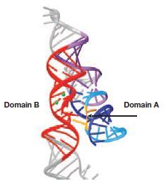 Rybozymy RNA mające zdolność do