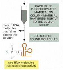 Selekcja in vitro aktywności enzymatycznych RNA (SELEX) Materiał wyeluowany z kolumny jest przekształcany do DNA (odwrotna duża pula dsdna o przypadkowych sekwencjach Transkrypcja