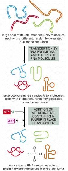 pochodnej γs-atp RNA bez S są wymywane złoże w kolumnie silnie wiąże S Elucja związanych cząsteczek RNA Tylko RNA zdolne do autofosforylacji włączają S Rzadkie cząsteczki RNA o