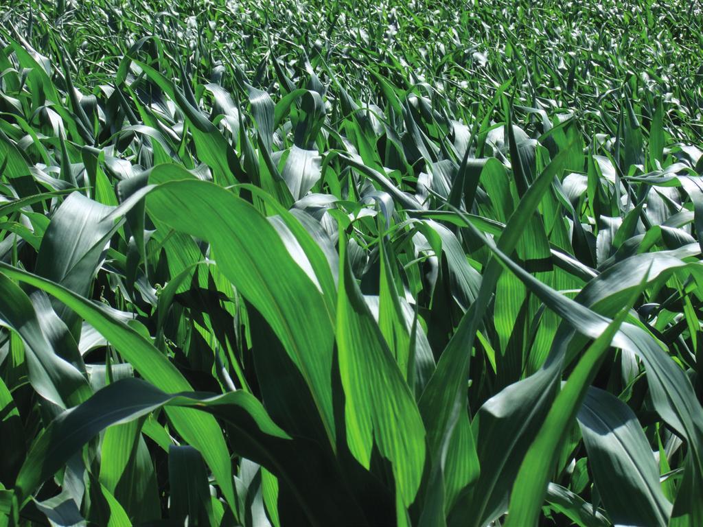 The aim of the study was to determine the chemical composition, nutritional value and potential production of milk from silage produced from maize plants harvested at different heights.