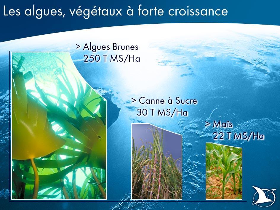 Algi Morskie rośliny o bardzo