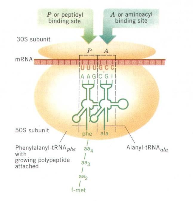 (Principles of Genetics,