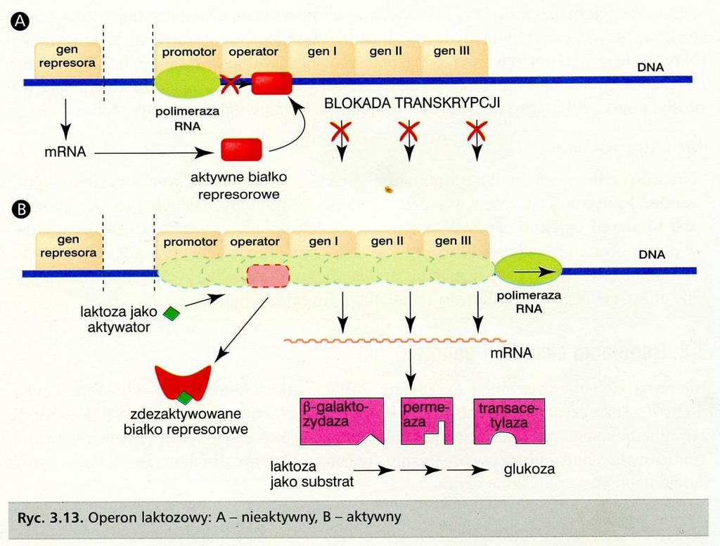 Operon laktozowy Operon