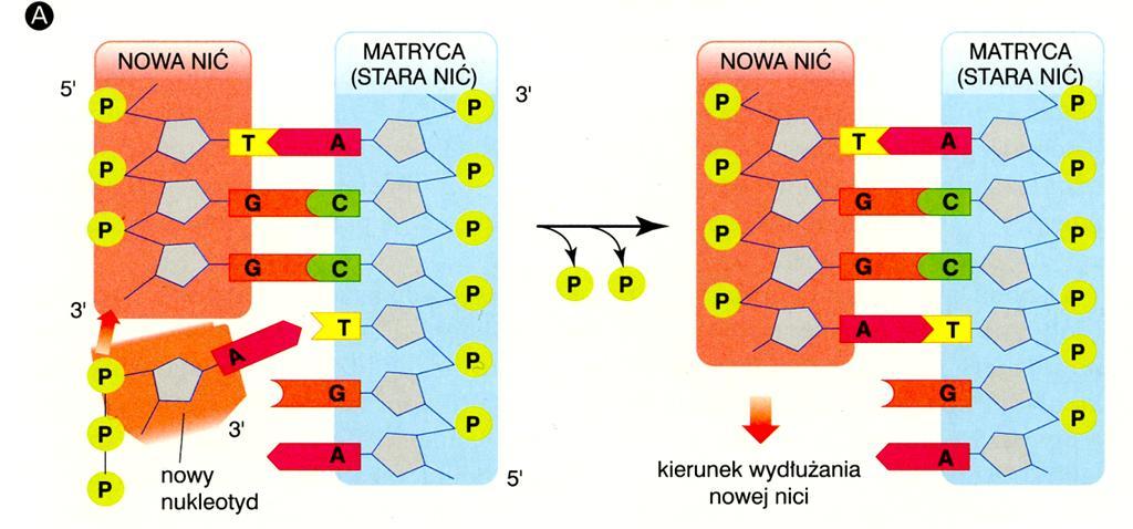 Nukleotydy dobudowywane są do