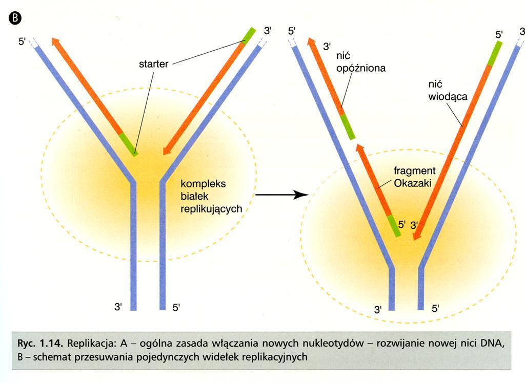 (Biologia