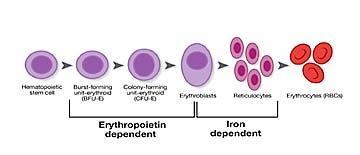 Fazy erytropoezy Faza zależna od